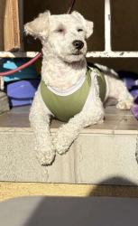 Lost Male Dog last seen Whittier blvd and gage ave near east la doctors hosptial, Los Angeles, CA 90023