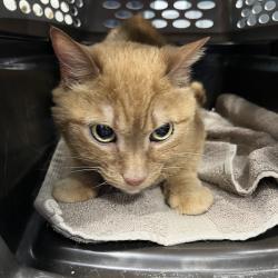 Shelter Stray Unknown Cat last seen , Greensboro, NC 27409