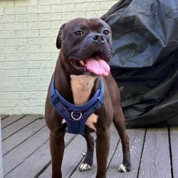 Shelter Stray Male Dog last seen , Greensboro, NC 27409