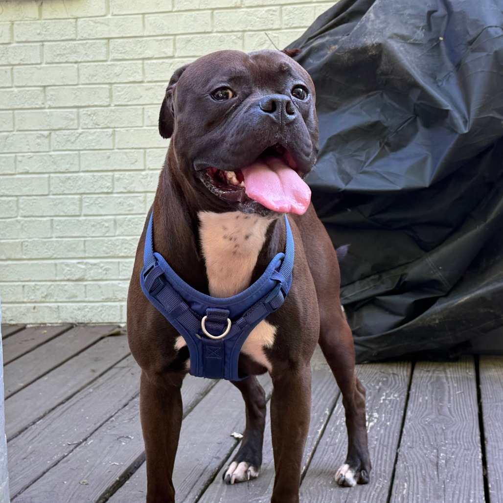 Shelter Stray Male Dog last seen , Greensboro, NC 27409