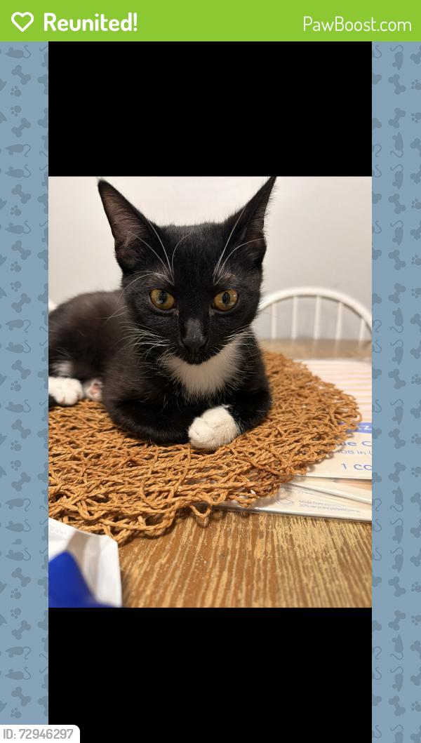 Reunited Male Cat last seen Near NW 32nd St, Fort Worth, TX  76106, Fort Worth, TX 76106
