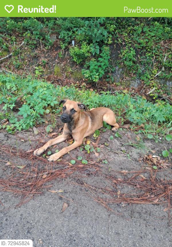 Reunited Female Dog last seen Close to coopers cove entrance, St. Johns County, FL 32095
