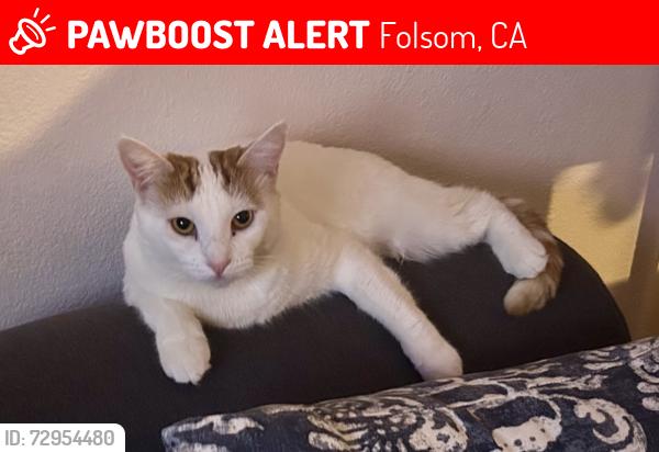 Lost Female Cat last seen iron point, Folsom, CA 95630