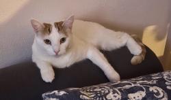 Lost Female Cat last seen iron point, Folsom, CA 95630