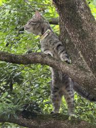 Found/Stray Unknown Cat last seen Genoa Healthcare, Athens, TN 37303