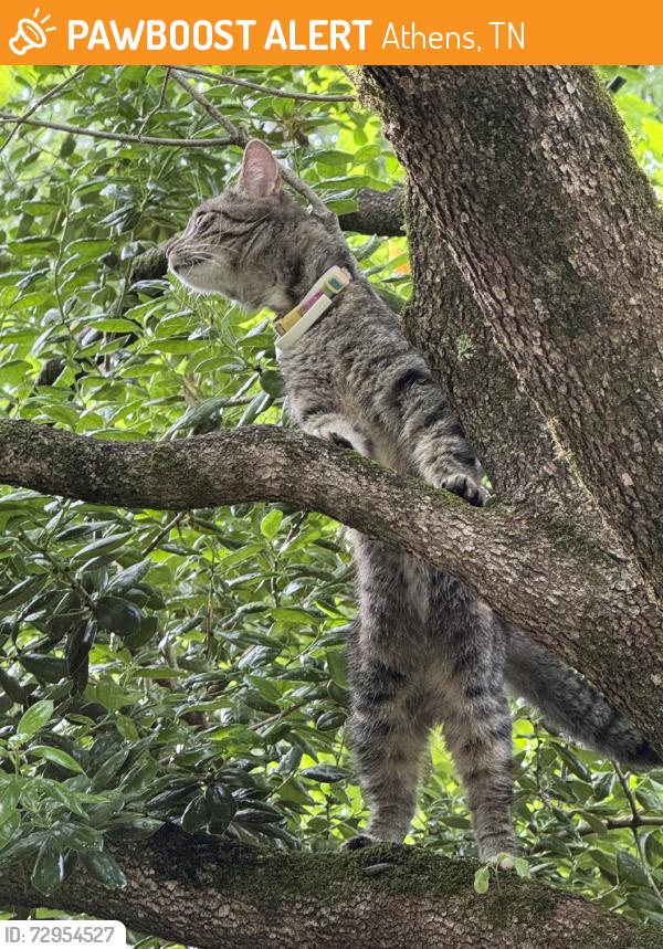 Found/Stray Unknown Cat last seen Genoa Healthcare, Athens, TN 37303
