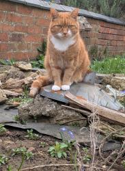 Reunited Male Cat last seen St Matthews Curch, West Northamptonshire, England NN2 7JD