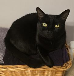 Lost Female Cat last seen Rockwood ave/Woodrow st, St. Catharines, ON L2P