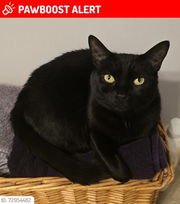 Lost Female Cat last seen Rockwood ave/Woodrow st, St. Catharines, ON L2P