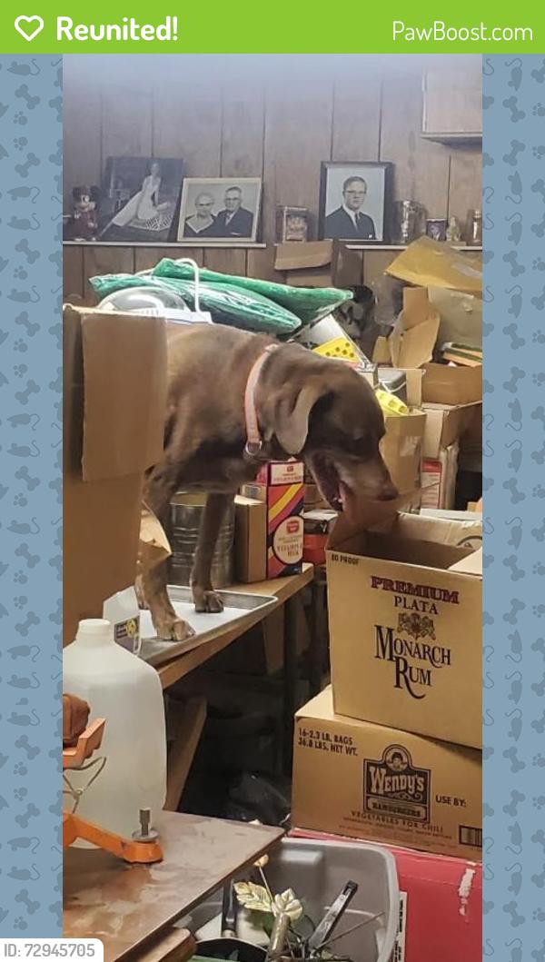 Reunited Male Dog last seen NNU Nampa Idaho, Nampa, ID 83686