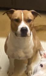 Reunited Male Dog last seen West Wiley Bridge rd, Woodstock, GA 30188