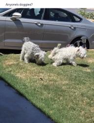 Reunited Male Dog last seen Devils tower , El Paso, TX 79904