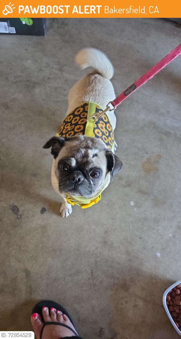 Found/Stray Female Dog last seen Ming Cheshire , Bakersfield, CA 93309