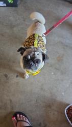 Found/Stray Female Dog last seen Ming Cheshire , Bakersfield, CA 93309