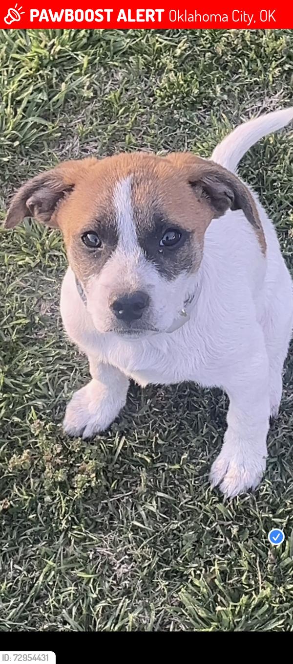 Lost Female Dog last seen Between May and Penn South of 2-40. Neighborhood east of Oklahoma City Community College campus, Oklahoma City, OK 73159