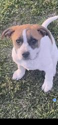Lost Female Dog last seen Between May and Penn South of 2-40. Neighborhood east of Oklahoma City Community College campus, Oklahoma City, OK 73159