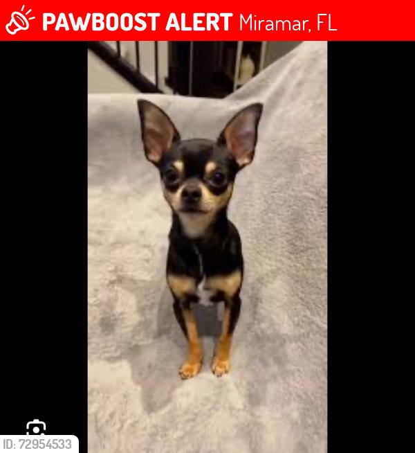 Lost Female Dog last seen Embassy blvd , Miramar, FL 33023
