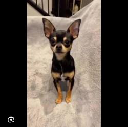 Lost Female Dog last seen Embassy blvd , Miramar, FL 33023