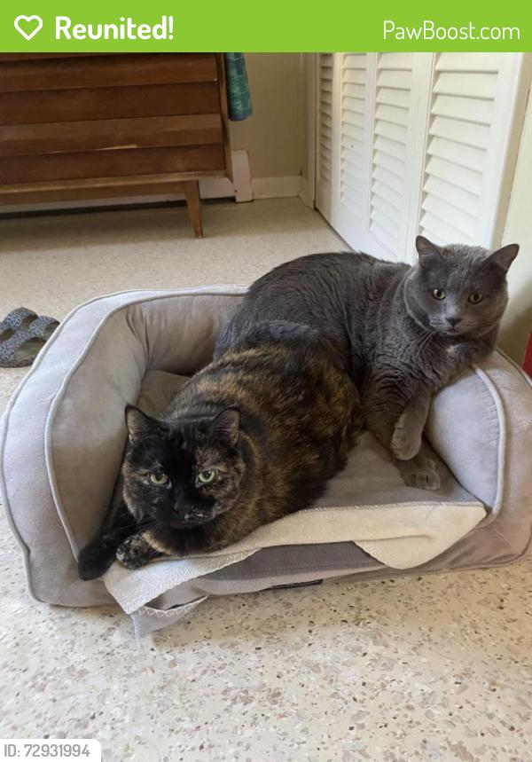Reunited Female Cat last seen Rundell Street between Sheridan and F Streets, Iowa City, IA 52240
