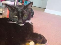 Found/Stray Male Cat last seen W. Ostend and Cleveland , Baltimore, MD 21230