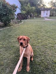 Reunited Male Dog last seen Mountain View Rd. Off in Corrall Hollow , Tracy, CA 95376