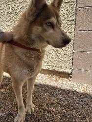 Reunited Female Dog last seen Racel St & N Fort Apache Rd, Las Vegas, NV 89143, USA, Las Vegas, NV 89143
