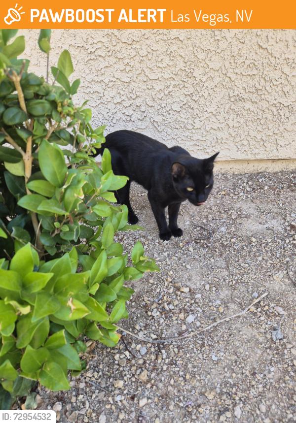Found/Stray Unknown Cat last seen Rainbow Blvd and Smoke Ranch, Las Vegas, NV 89108