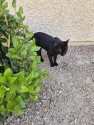 Found/Stray Unknown Cat last seen Rainbow Blvd and Smoke Ranch, Las Vegas, NV 89108