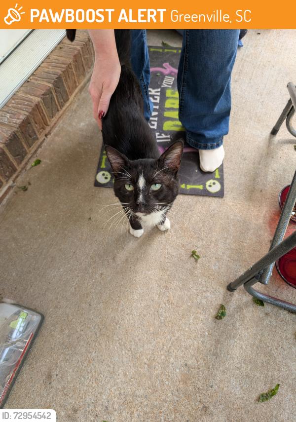 Found/Stray Male Cat last seen Rutherford Street near WYFF , Greenville, SC 29609