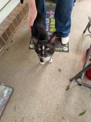 Found/Stray Male Cat last seen Rutherford Street near WYFF , Greenville, SC 29609