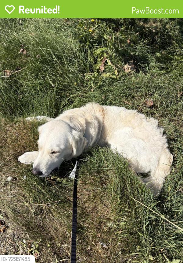 Reunited Male Dog last seen San Pablo and Kearny St, El Cerrito, CA 94530