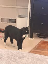 Lost Male Cat last seen Near North Rose Park , Salt Lake City, UT 84116