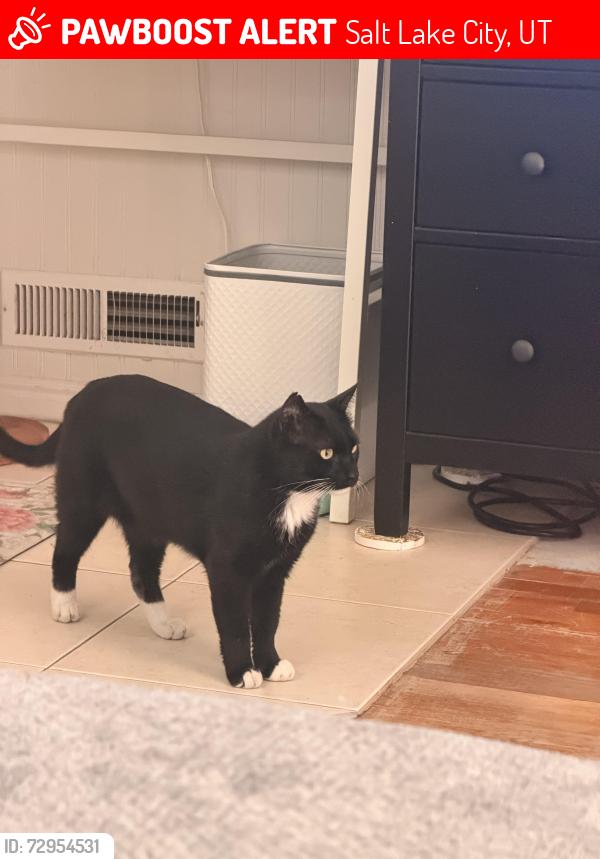 Lost Male Cat last seen Near North Rose Park , Salt Lake City, UT 84116