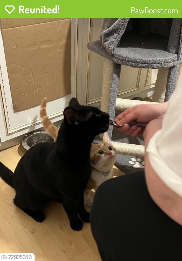 Reunited Male Cat last seen Radcliffe, Radcliffe, England M26 3TP