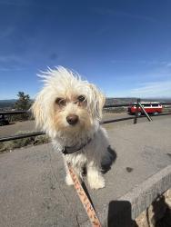 Reunited Female Dog last seen By multnomah university , Portland, OR 97220