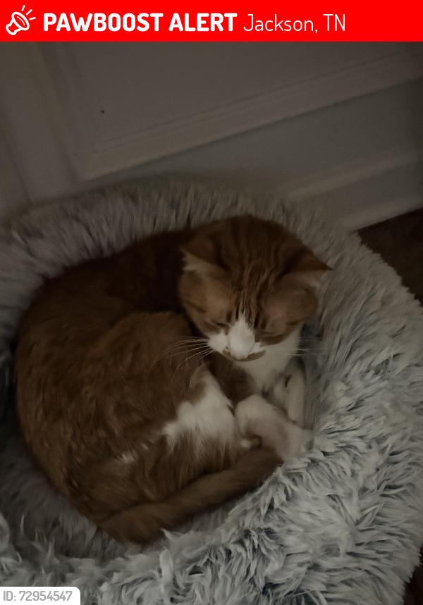 Lost Male Cat last seen North park , Jackson, TN 38305