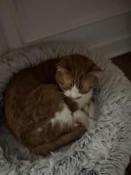 Lost Male Cat last seen North park , Jackson, TN 38305