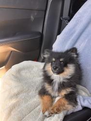 Reunited Male Dog last seen Near Kelty Ct, Sacramento, CA 95828, USA, Sacramento, CA 95828