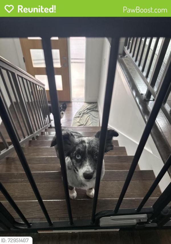 Reunited Female Dog last seen Near w Grayson st, San Antonio, TX 78212