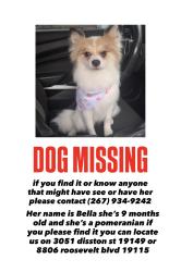 Lost Female Dog last seen Mayfair middle school, Philadelphia, PA 19149
