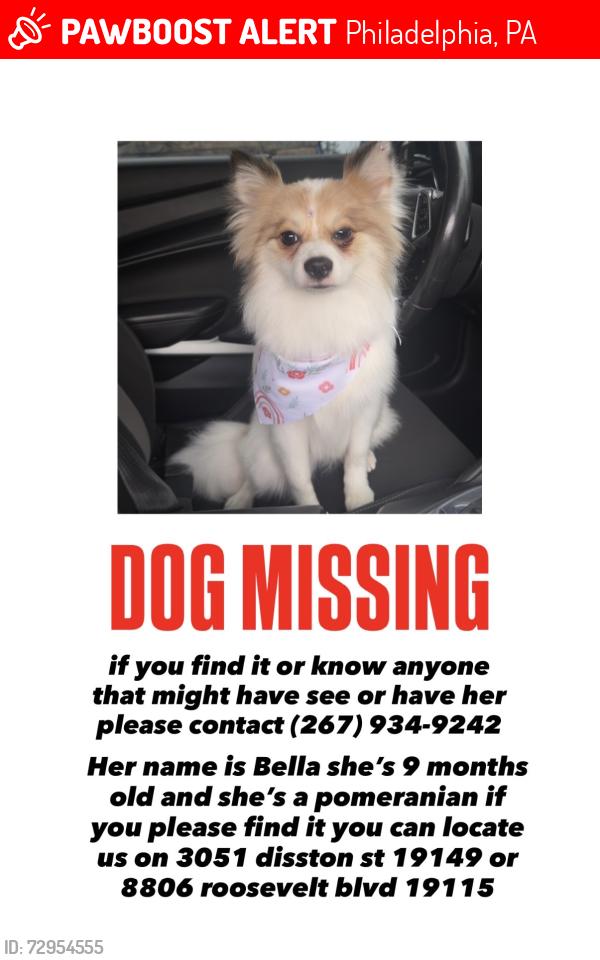 Lost Female Dog last seen Mayfair middle school, Philadelphia, PA 19149