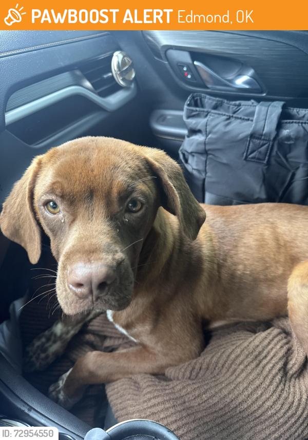 Found/Stray Male Dog last seen Memorial and Bryant, Edmond, OK 73013