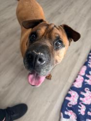 Reunited Male Dog last seen Bryant Ave, Moore OK, Moore, OK 73160