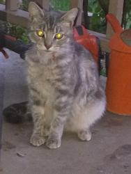 Found/Stray Female Cat last seen Near third st, Redlands, CA 92374