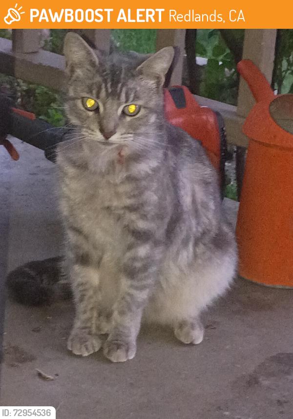 Found/Stray Female Cat last seen Near third st, Redlands, CA 92374