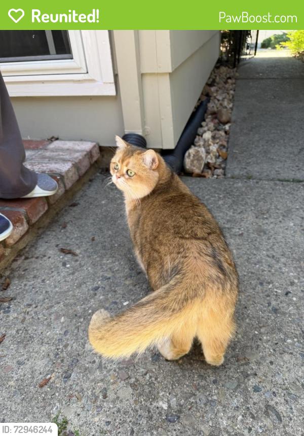 Reunited Unknown Cat last seen Near bixby dr cupertino, Cupertino, CA 95014