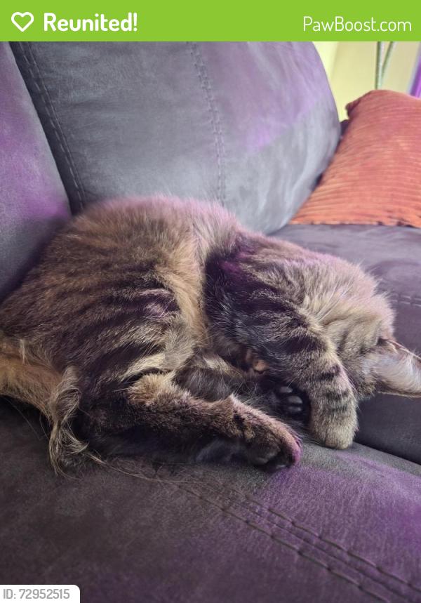 Reunited Female Cat last seen E Marion & S Hydraulic , Wichita, KS 67216