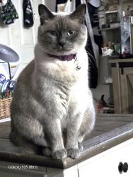Reunited Female Cat last seen E 31st St. & McClain Ave, in front of new Armin Jahr Elementary construction zone, Bremerton, WA 98310