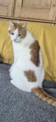 Lost Male Cat last seen Try’s Hill Cottage, Lyne, England KT16 0AJ