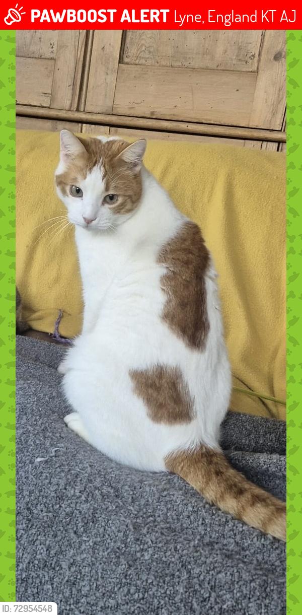 Lost Male Cat last seen Try’s Hill Cottage, Lyne, England KT16 0AJ
